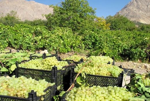 برآورد تولید 18 هزار تن انگور در بیضا