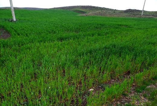 30 پلاک ثبتی در شهرستان آوج تعیین تکلیف شد