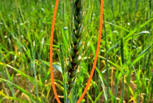 کاهش بی سابقه‌ی هوا دلیل بروز آفت شته در گندمزارهای استان بوشهر