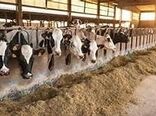 تلقیح مصنوعی بیش از 800 راس دام سنگین با نژاد های برتر