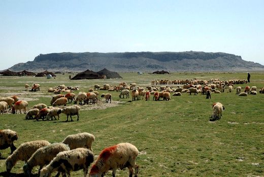 تولید 130هزار تن فرآورده دامی و زراعی 