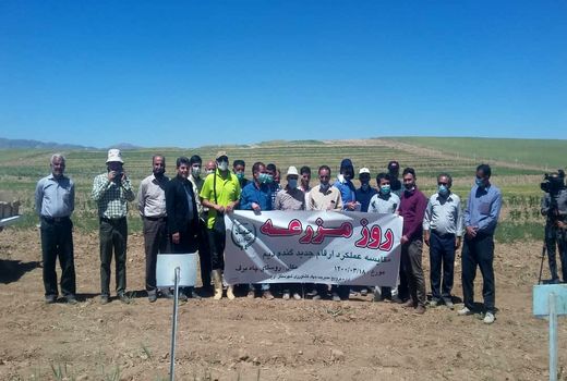 برگزاری روز مزرعه مقایسه عملکرد ارقام جدید گندم دیم در شهرستان آوج 