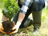 35 درصد از باغات کشور دارای کم‌آبی اجباری هستند
