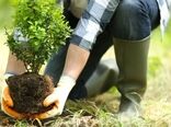 35 درصد از باغات کشور دارای کم‌آبی اجباری هستند