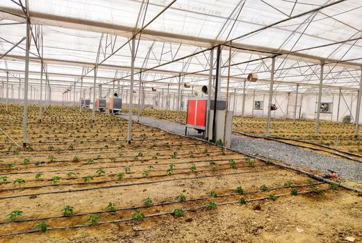 افتتاح گلخانه سبزی و صیفی رضوان در شهرستان سامان