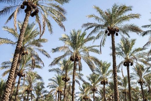 نخل‌های برخی مناطق بوشهر خارج فصل به بار نشستند