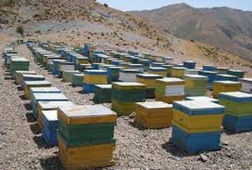سرشماری کلنی های زنبور عسل در خرامه آغاز شد