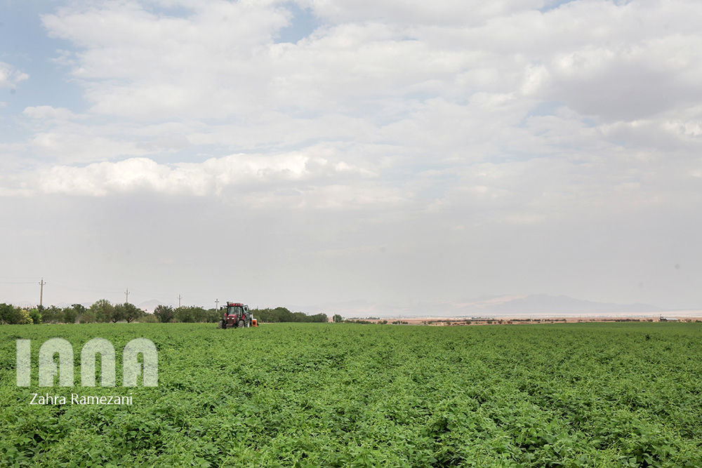 خلاقیت کشاورز خمین برای صرفه جویی آب