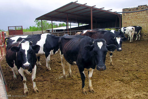 دامداری‌های روستایی استان بوشهر نوسازی می‌شوند