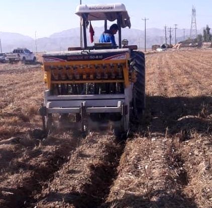 کشت گندم به روش "رایزبد" برای اولین بار در لارستان