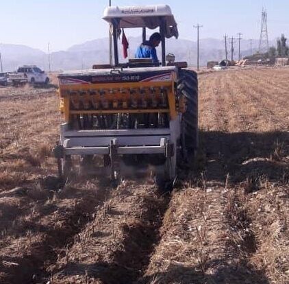 کشت گندم به روش "رایزبد" برای اولین بار در لارستان