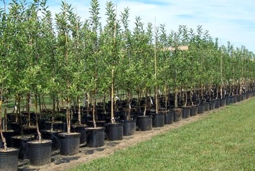 افزایش ۷۰ درصدی تولید گونه‌های جنگلی و بومی در نهالستان‌ها