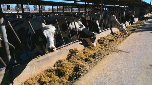 ناپایداری زیستی خطرناکتر از ناپایداری غذایی و امنیتی است/ اعلام آمادگی سازمان محیط زیست برای همکاری مشترک برای پایش و اصلاح دامداریها