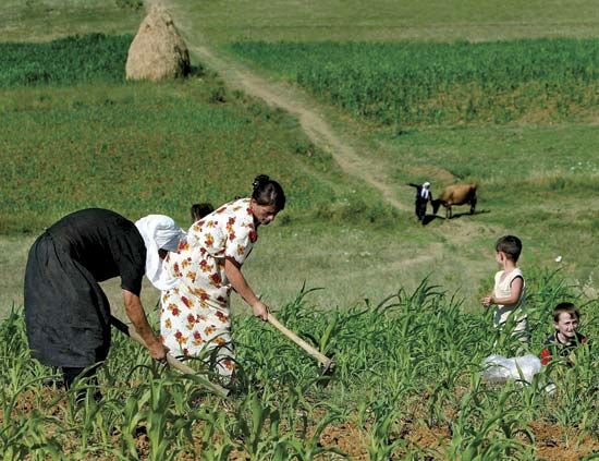 آینده کشاورزی آلبانی در دست زنان
