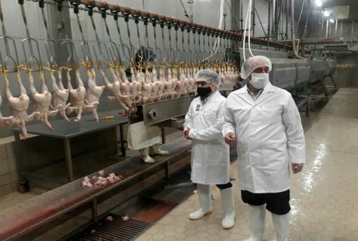 متوسط کشتار مرغ در کشتارگاه‌های استان روزانه بیش از 130 تن است