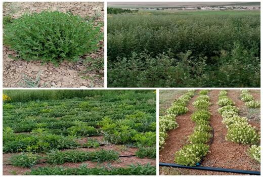 گیاهان دارویی یکی از ظرفیت‎های نهفته شهرستان بن است