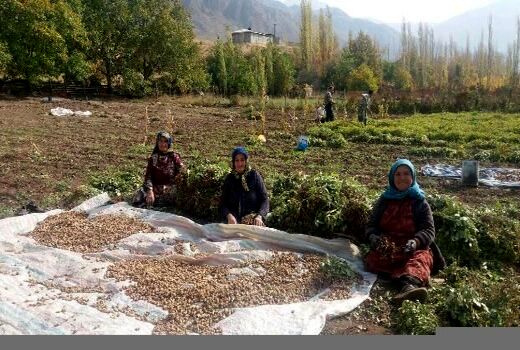 تشکیل 10 صندوق اعتباری خرد زنان روستایی