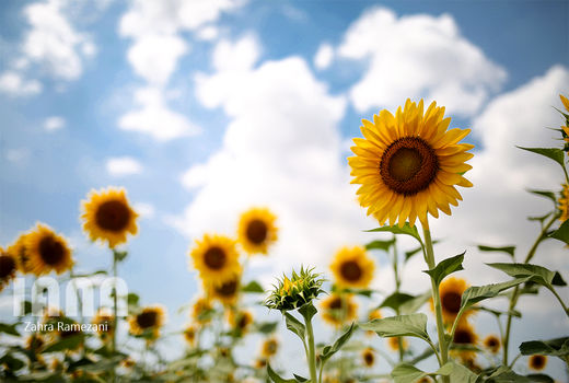 مزارع گل آفتابگردان در گرگان