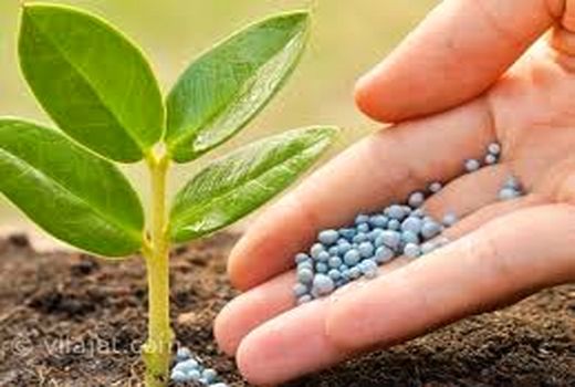 توزیع ۱۲ هزار تن انواع کود شیمیایی بین کشاورزان خراسان شمالی