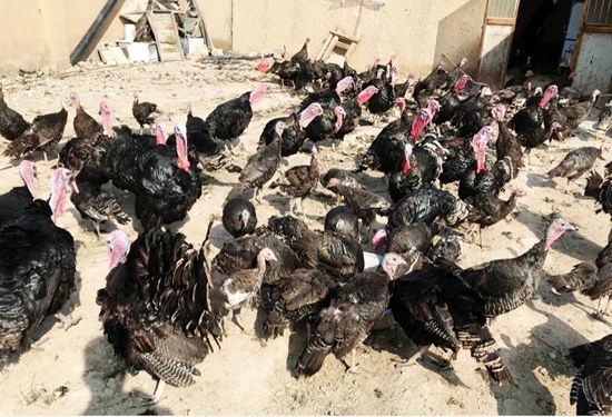 رصد و پایش بیماری آنفلو آنزای پرندگان درشهرستان مهران