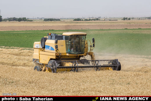 برداشت مکانیزه گندم