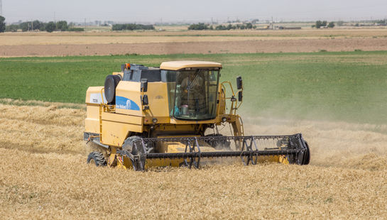 برداشت مکانیزه گندم