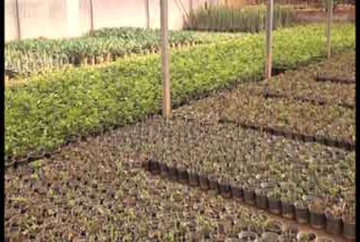 بهره‌برداری از سه گلخانه در شهرستان کاشان