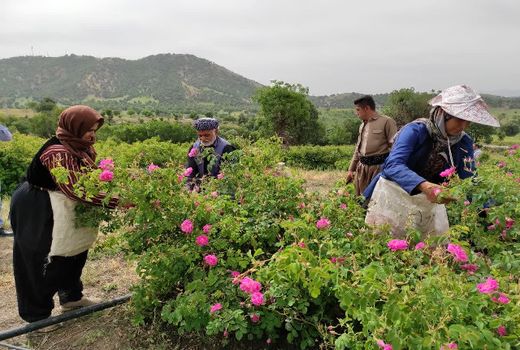 جشنواره‌ای با بوی بهشتی گل‌محمدی در بانه