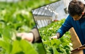 فاصله تحقیق تا مزرعه؛ چالش پنهان بهره‌وری در کشاورزی