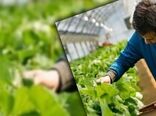 فاصله تحقیق تا مزرعه؛ چالش پنهان بهره‌وری در کشاورزی