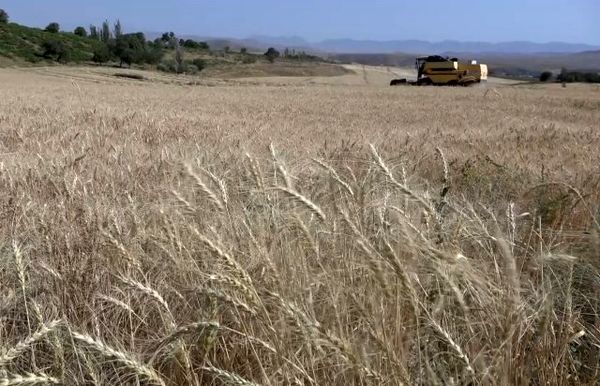 فصل دروی خوشه های طلایی از گندم زارها