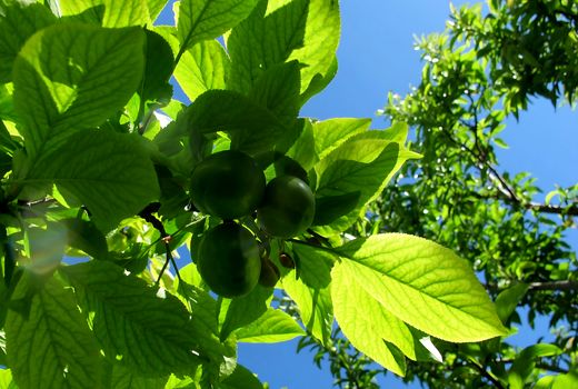 آذربایجان شرقی با تولید ۳۳ هزار تن، قطب تولید گوجه سبز ایران