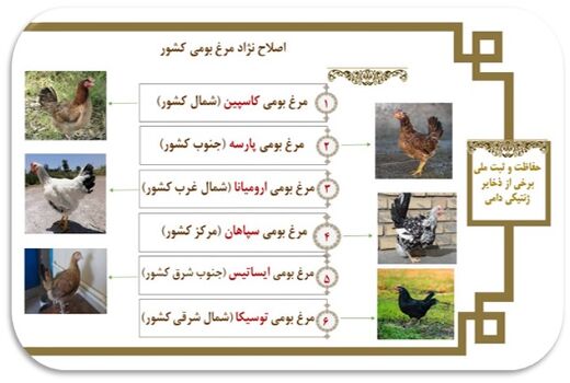 اصلاح نژاد طیور بومی دومنظوره/ثبت ملی نژادهای بومی