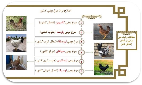 اصلاح نژاد طیور بومی دومنظوره/ثبت ملی نژادهای بومی