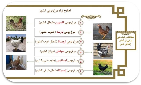 اصلاح نژاد طیور بومی دومنظوره/ثبت ملی نژادهای بومی