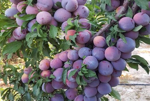 برداشت آلو از باغ‌های آذربایجان‌غربی آغاز شد