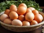روز جهانی تخم مرغ و اهمیت این ماده غذایی
