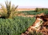 شوری آب و خاک به مرز هشدار رسید / بیش از ۱۰ میلیون هکتار اراضی کشاورزی در معرض تهدید