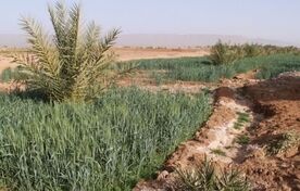 شوری آب و خاک به مرز هشدار رسید / بیش از ۱۰ میلیون هکتار اراضی کشاورزی در معرض تهدید