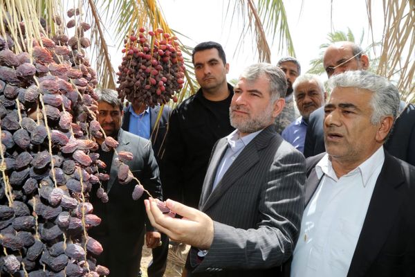 وزیر جهاد کشاورزی از نخلستان های خرمایی شهرستان نرماشیر بازدید کرد