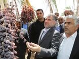 ​وزیر جهاد کشاورزی از نخلستان های خرمایی  شهرستان نرماشیر بازدید کرد​