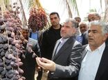 ​وزیر جهاد کشاورزی از نخلستان های خرمایی  شهرستان نرماشیر بازدید کرد​