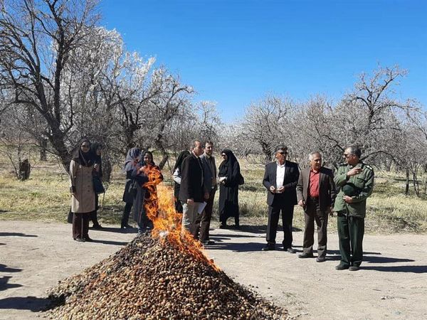 خسارت 64 میلیاردی به باغات بادام سیرجان
