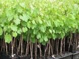 نهال‌های بدون شناسه در خراسان شمالی جمع‌آوری می‌شوند