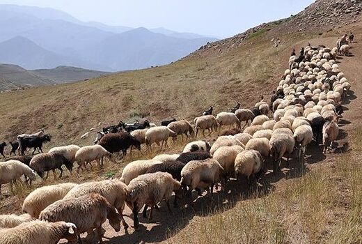 زمان آغاز کوچ بهاره عشایر استان بوشهر اعلام شد 