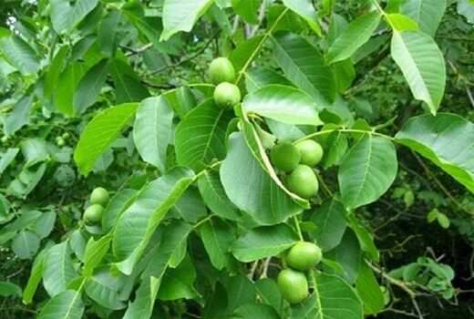 استفاده از کودهای پتاسه راهی برای احیاء باغات گردو