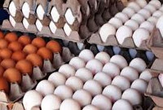 توزیع تخم مرغ با قیمت مصوب دولتی به زودی در استان اصفهان