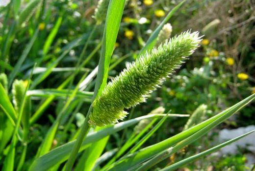 نهمین همایش علوم علف های هرز ایران برگزار می‌شود