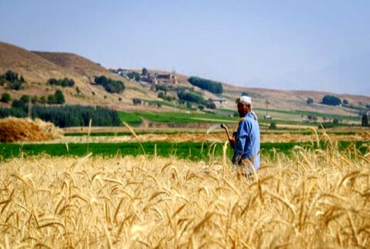 کشت پاییزه متوقف نمی‌شود