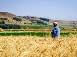 کشت پاییزه متوقف نمی‌شود